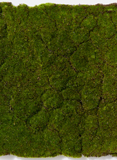 MOSS