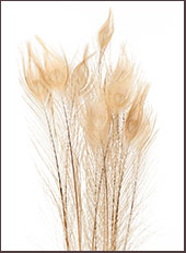 FEATHERS