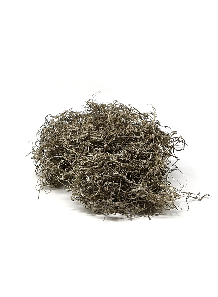preserved natural spanish moss