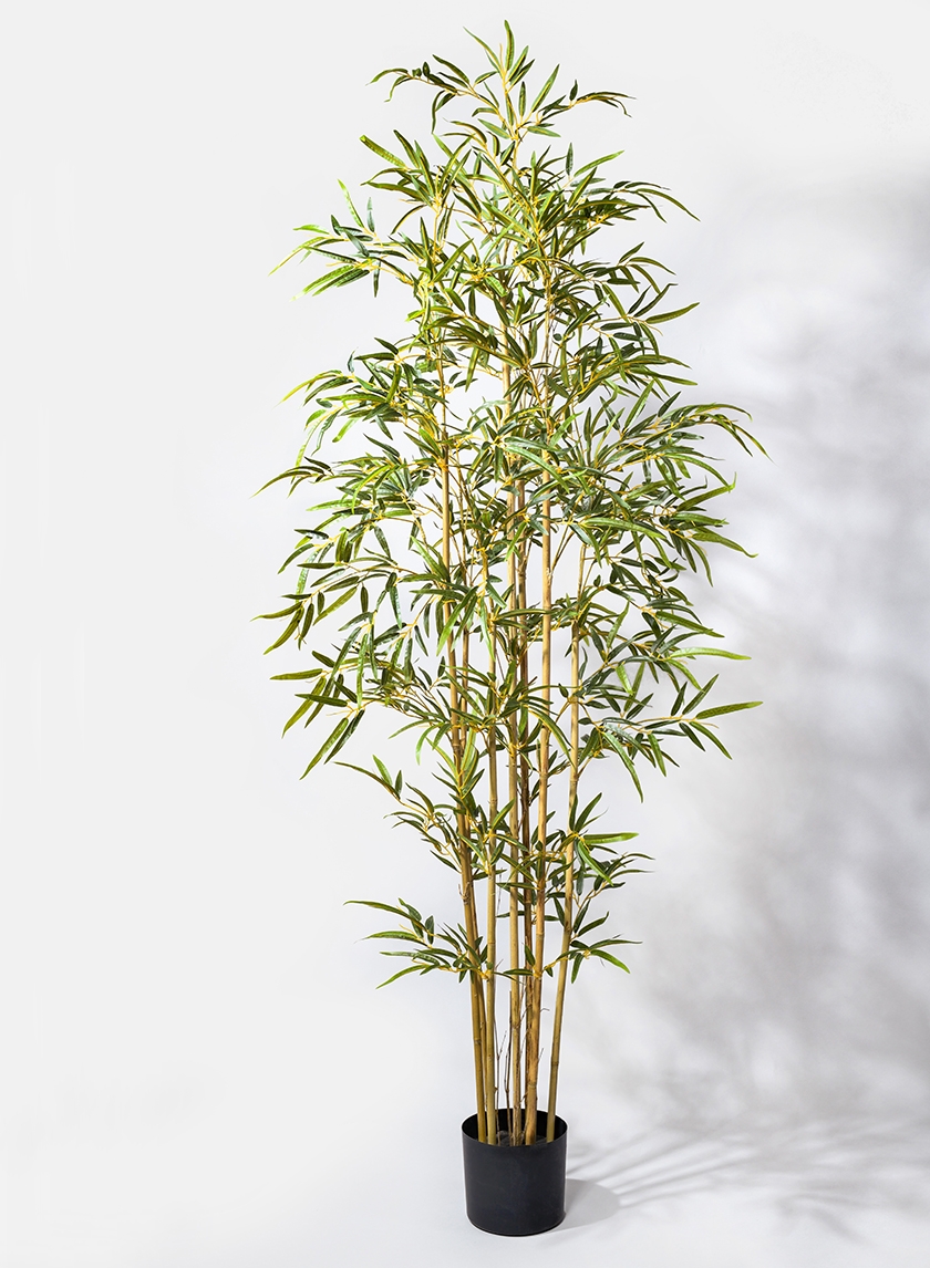 6ft Pot Bamboo Tree