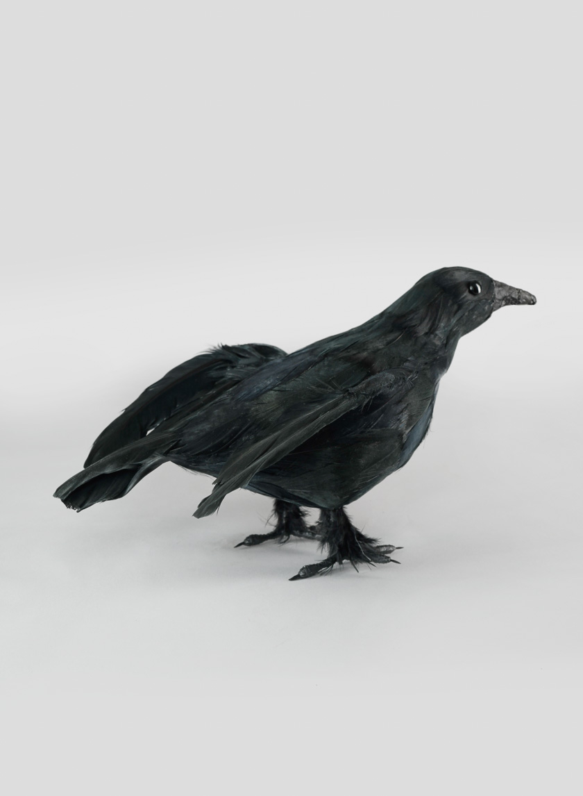 Flying Black Crow
