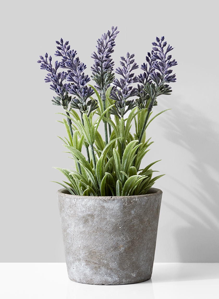 Lavender In Cement Pot
