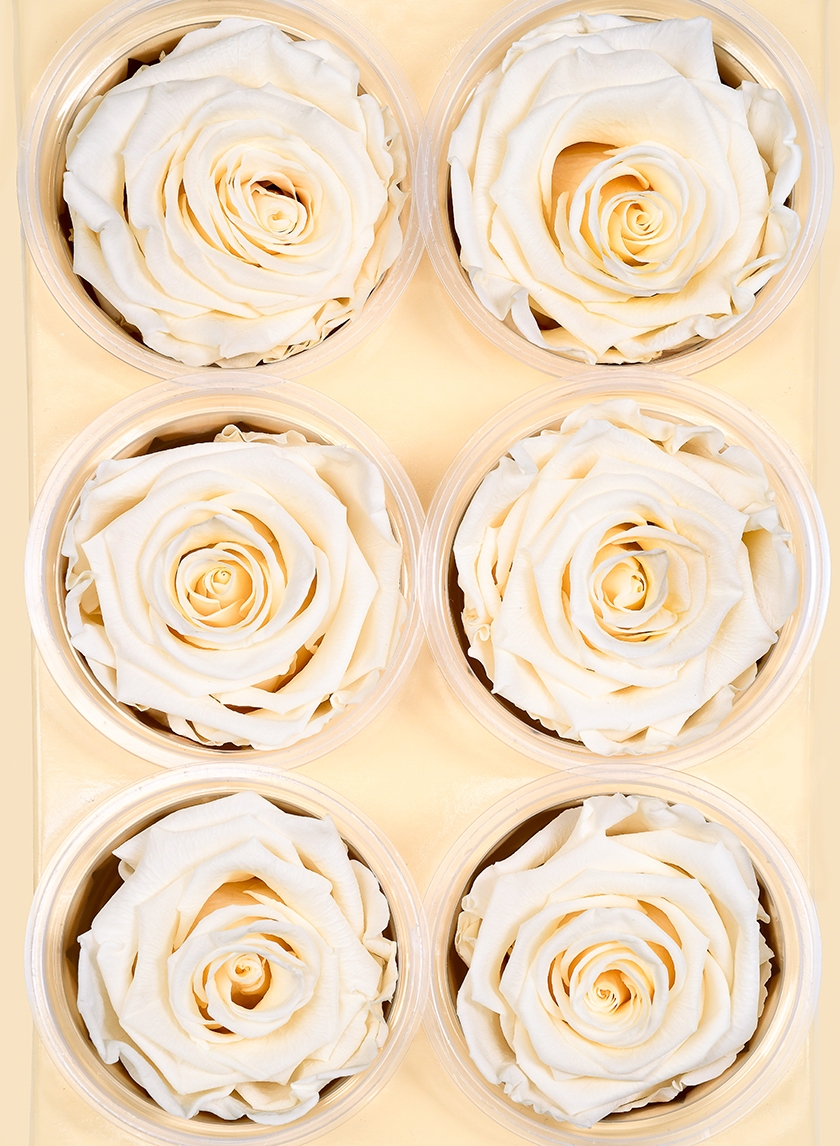 Preserved Cream Rose, Set of 6