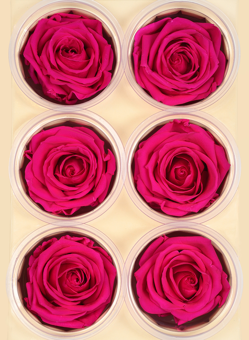Preserved Dark Pink Rose, Set of 6
