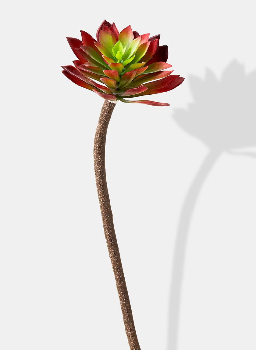 tall aeonium succulent plants