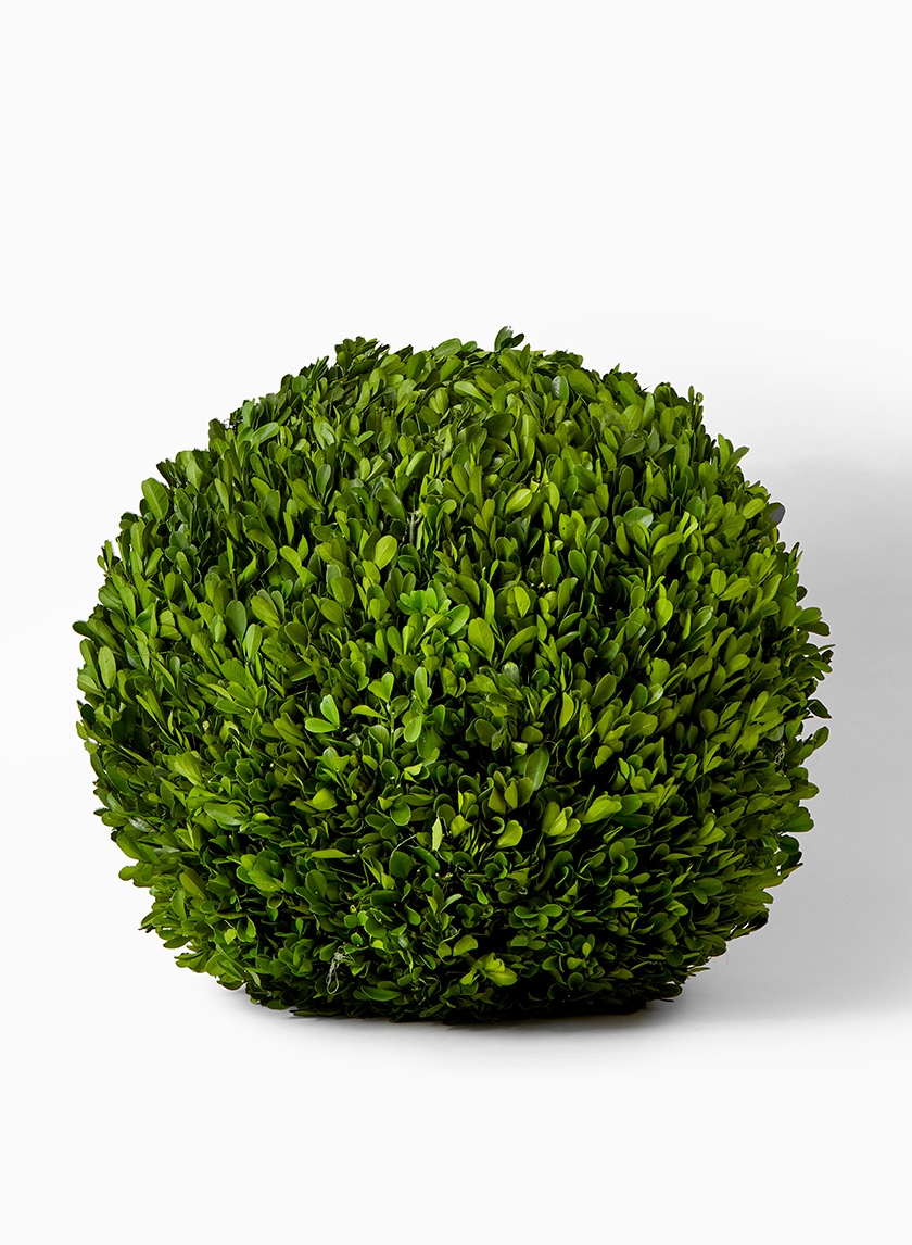 16in preserved boxwood ball retail window display