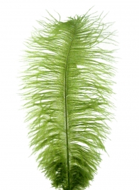 18 - 20in Green Ostrich Feather