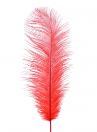 18 - 20in Red Ostrich Feather