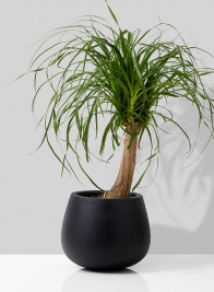 ponytail palm in black ficonstone pot