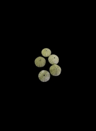 Green Sea Urchins, Set of 15