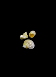 Pearlized Goldmouth, Set of 25