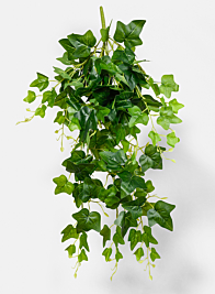 Fresh Green Ivy Hanging Bush