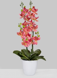 Pink Orchid In Pot