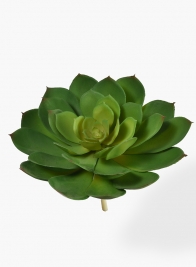 8in Green Echeveria Succulent