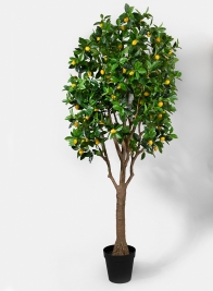 90in Lemon Tree