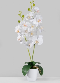 White Phalaenopsis Orchid In Pot