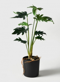 17in Xanadu Thaumatophyllum Plant