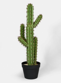 28in High Candelabra Cactus Plant