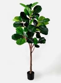 71in Fiddle Leaf Fig Plant