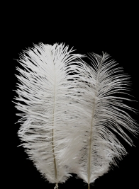 White mini ostrich feathers 