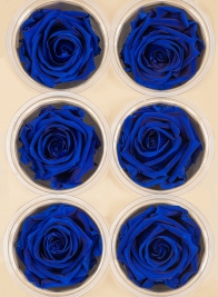 Preserved Deep classy Blue Roses, Set of 6