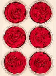 Preserved Red Garden Rose, Set of 6
