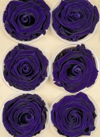 Preserved Purple Roses, Set of 6