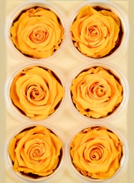 Preserved gracious Yellow Rose, Set of 6