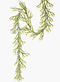 58in Staghorn Fern Garland