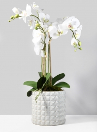 7 ½in White Ceramic Studs Vase