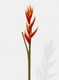 red orange silk heliconia flower