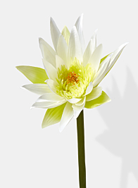 white water lily