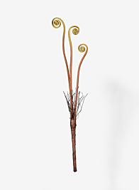 Boston Fern Fronds Pick