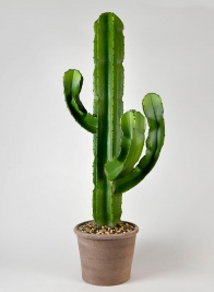 44in Candelabra Cactus