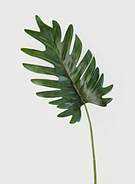 19in Philodendron Leaf