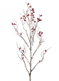 snow berry branch red berries HA133154-R1