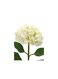 34in White Hydrangea
