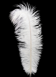 18-20in White Ostrich Feather