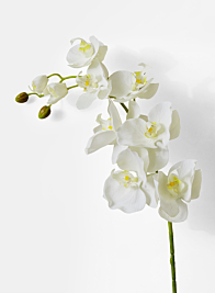 43in White Phalaenopsis Orchid Spray