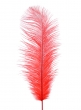 18 - 20in Red Ostrich Feather