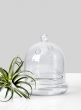 small glass bell jar terrarium