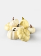 Assorted Harvest White Pumpkins, Set of 7