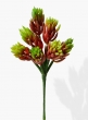 11in Soft, Green & Red Aloe Pick