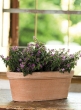 13 ½in Etrusco Terracotta Oval Window Box