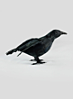 Flying Black Crow