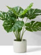 Monstera Plant In Cement Pot