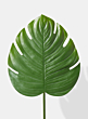 Large Monstera Leaf