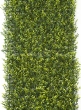 variegated boxwood red carpet backdrop decor