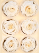 Preserved Cream Rose, Set of 6