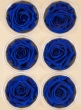 Preserved Deep classy Blue Roses, Set of 6
